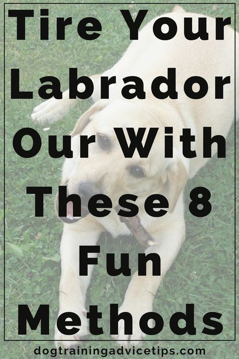 Labrador Retriever Training, Dog Minding, Positive Dog Training, Easiest Dogs To Train, House Training Dogs, Dog Training Advice, Dog Brain, Puppy Training Tips, Dog Training Techniques