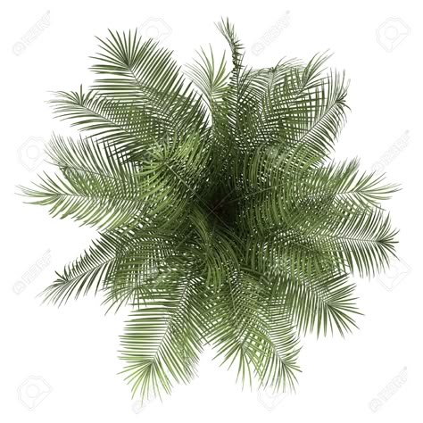 Plant Top View Photoshop, Tree Top View Png, Tree Plan Photoshop, Plant Top View, Tree Plan Png, Landscape Architecture Graphics, Trees Top View, Tree Photoshop, Photoshop Rendering