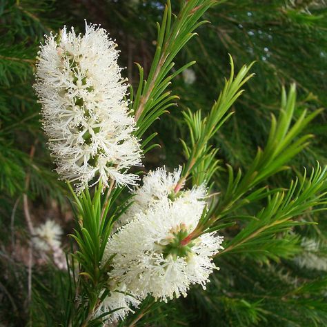 Australian Seed - MELALEUCA armillaris Screen Plants, Australian Native Garden, Australian Plants, Australian Native Plants, Essential Oils For Skin, Seed Catalogs, Flower Spike, Native Garden, Best Essential Oils