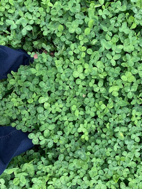 Clover Lawn - Why you want one & what not to do! Plant Clover Lawn, Strawberry Clover Lawn, Moss And Clover Lawn, What To Plant Instead Of Lawn, Planting Ground Cover Plants, Dutch Clover Lawn, Growing Clover Lawn, Clover Garden Path, Clover And Wildflower Lawn