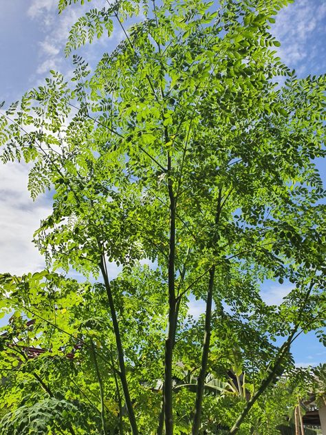 Moringa Tree Moringa Tree, The Blue Sky, Blue Sky, Grapes, Fruit, Collage, Green, Pins, Blue