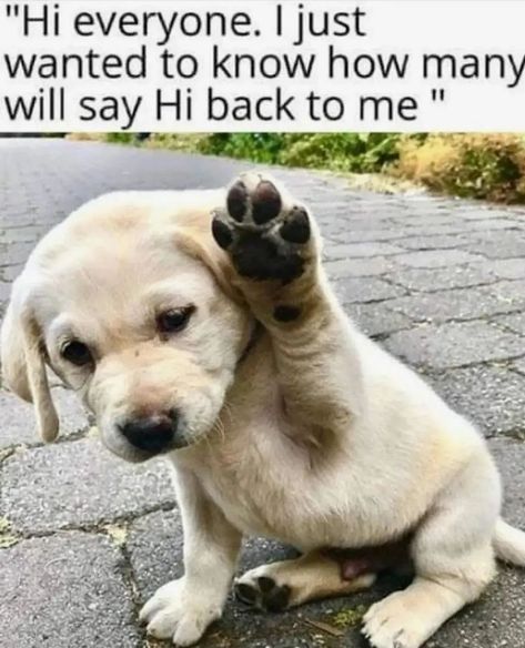 Hi everyone I just wanted to know how many will say hi back to me🐶 Hi Everyone, Dog Quotes, Say Hi, Animals Friends, Animals And Pets, How Many, Google Photos, Labrador Retriever, Instagram Profile