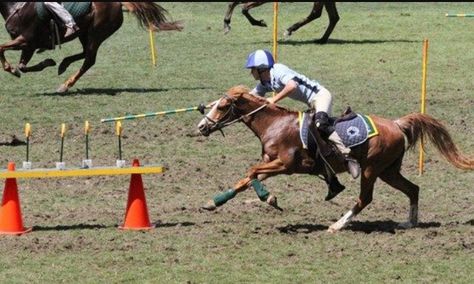 Gymkhana horse competition consists of games for those who love speed racing and horse riding. Although it is usually for children’s participation, there are still skill-based games for all ages. In some parts of the western United States, it is often called an “O-mok-see” (also known as “omoksee” or “o mok see��”) competition. Sometimes, it […] The post What is Gymkhana Horse Events? History & Different Types appeared first on Horse is Love. Horse Riding Games, Games For All Ages, Pony Games, Horse Competition, Horse Lessons, Horse Exercises, Equestrian Events, Horse Games, Horse Camp