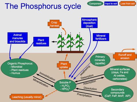 Nutrient Cycles | Biogeo Chemical Cycles Phosphorus Cycle, Sulphur Cycle, Agriculture Science, Planting Bulbs In Spring, Nutrient Cycle, Science Drawing, Plant Biology, Nitrogen Cycle, Carbon Cycle