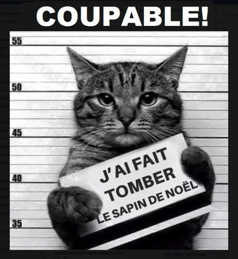 Nous avons trouvé le coupable qui a fait tomber le sapin et joué avec les décorations ^^ - photo sur AniPassion Funny Animal Quotes, 캐릭터 드로잉, Funny Animal Jokes, Funny Cat Memes, Funny Cat Pictures, Funny Animal Memes, Cute Cats And Kittens, Animal Jokes, Funny Animal Pictures