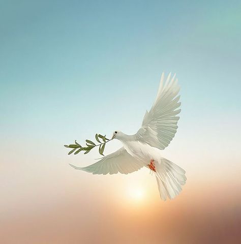 Dove Images, Dove Pictures, Church Backgrounds, Bird Flying, Pictures Of Christ, Jesus Christ Art, Prophetic Art, Ayat Alkitab, Good Morning Picture