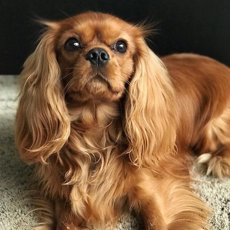 Red Cavalier King Charles Spaniel, King Charles Cavalier Spaniel Full Grown, Cavalier King Charles Spaniel Ruby, Ruby King Charles Cavalier, Ruby Cavalier King Charles Spaniel Puppy, Claire Core, Cavalier King Spaniel, King Spaniel, King Charles Cavalier