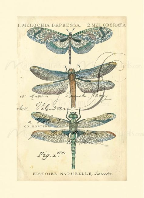 Dragonfly Ephemera I Dragonfly Illustration, Vintage Dragonfly, Dragonfly Art, Images Vintage, Scientific Illustration, Old Book, Printable Image, Vintage Printables, Vintage Labels