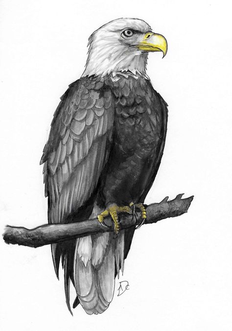 Beautiful Pencil Sketches, Ipad Drawing, Eagle Drawing, Cool Tattoo Drawings, Eagle Images, Woodburning Projects, Eagle Art, American Bald Eagle, Ipad Drawings