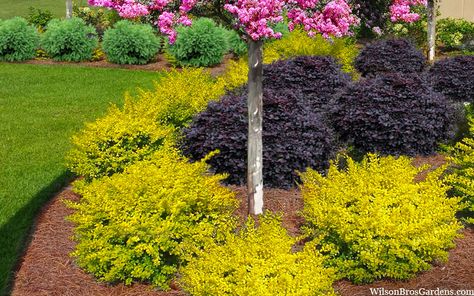 Loropetalum Landscape Ideas, Oklahoma Landscaping, Sunshine Ligustrum, Front Lawn Landscaping, Garden Plant Stand, Evergreen Garden, Front Garden Landscape, Commercial Landscaping, Hillside Landscaping