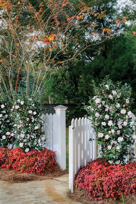 We adore camellias! Here are five tips for adding these beauties to your garden! October Magic, Camellia Sasanqua, Shrubs For Privacy, Southern Living Plant Collection, Southern Living Plants, Narrow Garden, Southern Garden, Pallet Garden, Evergreen Shrubs