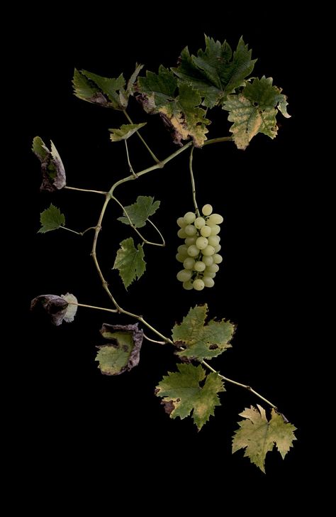 Grape Reference Photo, Grape Farm, Grape Vines Photography, Grape Leaves Photography, Wild Grapes, Fruit Farm, Fruits Images, Flowers Photography Wallpaper, Magic Herbs