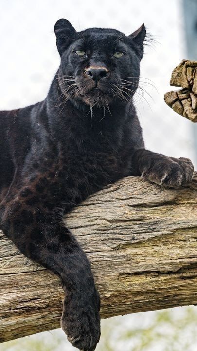 Jaguar Aesthetic, Panther Aesthetic, Black Jaguar Animal, Jaguar Panther, Black Panther Cat, Panther Cat, Jaguar Animal, Black Panther Art, Black Jaguar