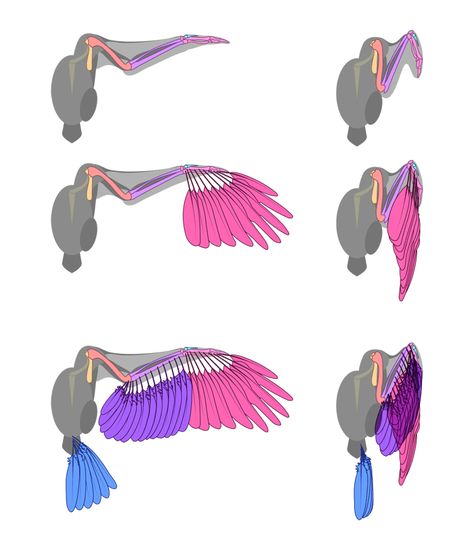 Wings Animation, How To Draw Wings, Wing Anatomy, Draw Wings, Winged People, Bird People, Learning To Draw, Wings Drawing, Animal Anatomy