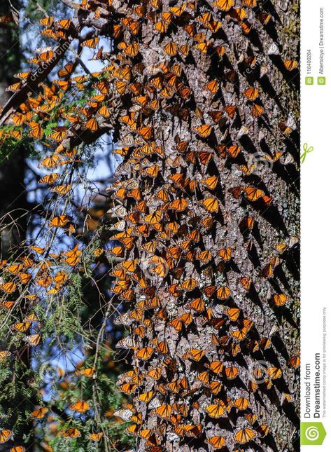 Butterfly Biosphere, Monarch Butterfly Migration, Butterfly Monarch, Michoacan Mexico, Monarch Butterflies, Monarch Butterfly, Life Design, Vector Design, Painting Ideas