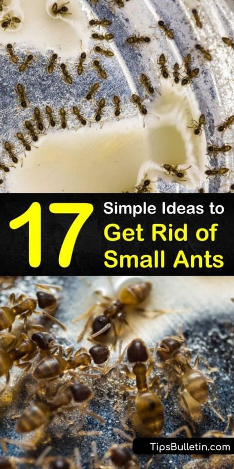 Roach Remedies, Spider Spray, Arm And Hammer Super Washing Soda, Sugar Ants, Carpenter Ants, Ant Spray, Tiny Ants, Ant Repellent, Spring Cleaning Challenge