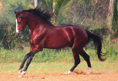 Blood Bay Horse, Kathiyawadi Horse, Bay Stallion, Marwari Horses, Gorgeous Horses, Painting References, Horse Colors, Bay Horse, All The Pretty Horses