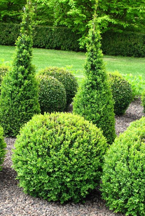 Blue Flowering Shrubs, Boxwood Shrubs, Deer Resistant Flowers, Shrubs For Landscaping, Colorful Shrubs, Deer Resistant Garden, Shade Landscaping, Types Of Shrubs, Shade Loving Perennials