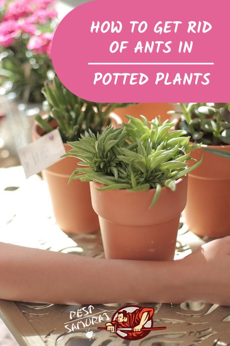 Some plants attract ants, and in this article, you can read more about ants in potted plants. Read why are ants in your potted plants, can ants kill plants and are ants bad for plants or maybe even good for them. Also, learn how to get rid of ants in potted plants and find some home remedies for getting rid of ants in potted plants. #antsinplants #ants #getridofants #removeants #pestcontrol Ants On Plants How To Get Rid, How To Get Ants Out Of Potted Plants, How To Get Rid Of Ants In Potted Plants, Get Rid Of Ants In Garden, Kill Ants Naturally, Plants That Repel Ants, Home Remedies For Ants, Ants In Garden, Kill Fire Ants