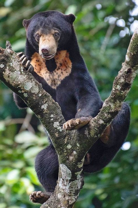 Sun Bear (Helarctos malayanus) / Ours malais / Image by marklouisbenedict (Mark Louis Benedict) from instagram Malayan Sun Bear, Sun Bear, The Continents, Pretty Animals, Unique Animals, Black Bear, Animals Beautiful, Reptiles, Sri Lanka