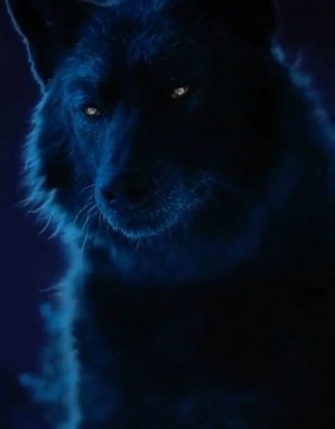 Wolfs Aesthetic, Wolf Moodboard, Big Wolves, Werewolves Mates, Werewolf Transformation, Wolf With Blue Eyes, Werewolf Drawing, Blue Eyes Aesthetic, Wolf Aesthetic