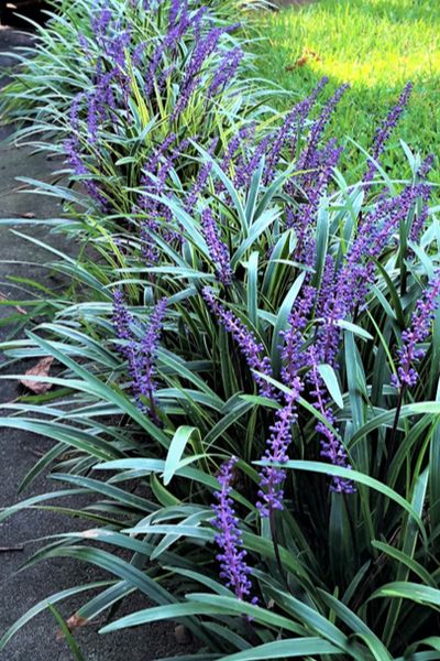 Boarder Plants, Garden Border Plants, Lily Turf, Liriope Muscari, Shade Loving Perennials, Home Landscape, Front Landscaping, Border Plants, Garden Yard Ideas