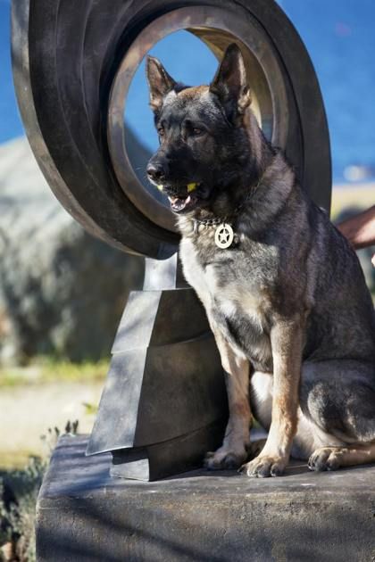 Sacramento Police K9 to enter California Animal Hall of Fame Car Thief, German Shepherd Photography, K9 Officer, Police Canine, German Shepherd Breeds, Military Working Dogs, Police K9, Human Animal, Military Dogs