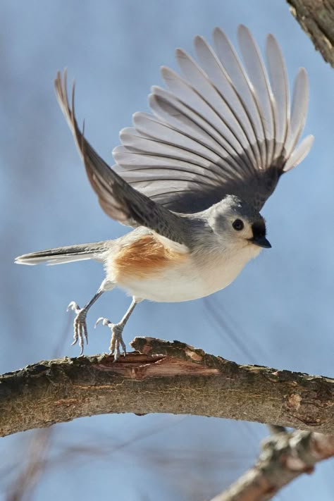 17 Beautiful Ohio Birds | Tufted Titmouse Paintings Anime, Ohio Birds, Wallpaper Animation, Anime Wallpapers Aesthetic, Birds Drawing, Bird Crochet, Bird Paintings On Canvas, Animal Photography Wildlife, Drawing Bird