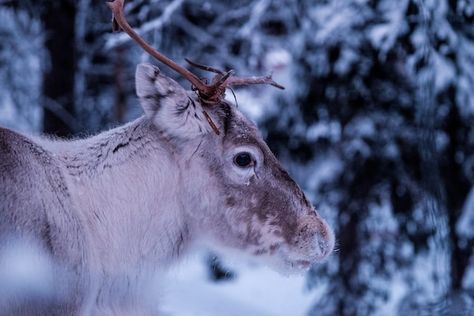 Ethical Sami Tours and Tromsø Reindeer Farms You Can Visit Sea Bands, Magic Reindeer Food, Reindeer Food, Forest Photos, Forest Pictures, Tromso, Top Universities, Dog Sledding, Close Up Photos