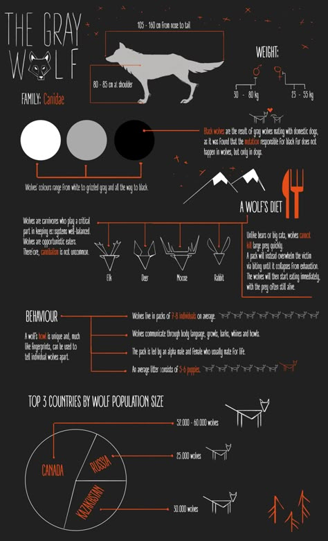 References: Wolf Infographic, Wolf Types, Wolf Knowledge, Wolf Habitat, Wolf Facts, Wolf Mates, Animal Infographic, Werewolf Stories, Wolf Colors