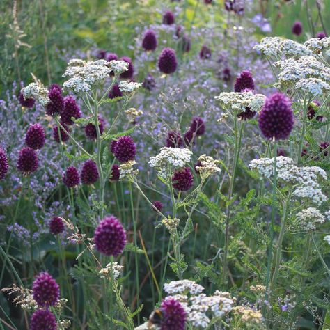 Allium Sphaerocephalon, Garden Desig, Prairie Garden, Achillea Millefolium, Dry Garden, Plant Combinations, No Doubt, Less Is More, Small Garden