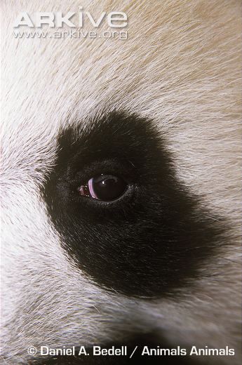 panda eye Natural Forms Gcse, Animal Eyes, Bullet Journel, Eye Close Up, Panda Eyes, Animal References, Giant Panda, Gcse Art, Animal Photos