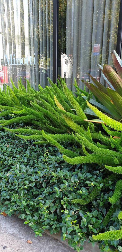 Asparagus fern + Trachelospermum asiaticum Trachelospermum Asiaticum, Green Monochrome, Sun Rooms, Asparagus Fern, Garden Spaces, Asparagus, Fern, Landscape Design, Aura