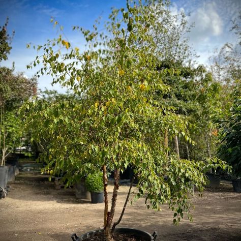 Betula nigra Multistem Trees | Form Plants Multistem Trees, Betula Nigra, Arbutus Unedo, Strawberry Tree, River Birch, Summer Temperature, Mill House, Copper And Pink, Image Name