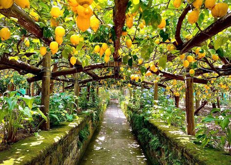 Why You Should Visit A Lemon Grove In Sorrento Lemon Farm, Farm Date, Small Villa, Lemon Grove, Pompeii And Herculaneum, Sorrento Italy, Southern Region, Earthy Scent, Regions Of Italy