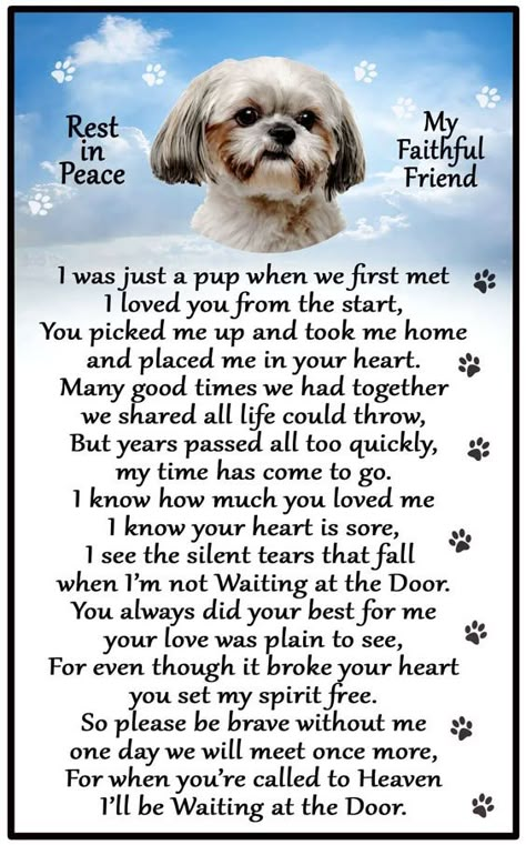 Shih Tzu Memorial Tattoo, Losing A Dog Quotes, Dog Heaven Quotes, Shitzu Dogs, Dog Poems, Shitzu Puppies, Dog Lover Quotes, Dog Quotes Love, Heaven Quotes