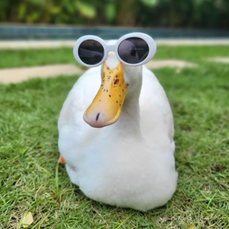 Duck With Sunglasses, Duck Memes, Bird People, Pet Ducks, Duck Art, Quack Quack, Instagram Famous, Indoor Pets, Aesthetic Life