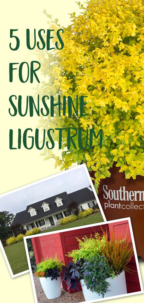 Five Uses for ‘Sunshine’ Ligustrum | Few plants effortlessly combine the dramatic impact and easy care of Sunshine Ligustrum. Here are 5 ways to put it to use in your landscape. #sunshineligustrum #plantsforhedges #sunloving #slplants #southernlivingplants #topiaryplants Privet Shrub, Purple Pixie Loropetalum, Sunshine Ligustrum, Privacy Hedges, Southern Living Plants, Coconut Bowls, Topiary Plants, Small Patio Garden, Front Yard Design