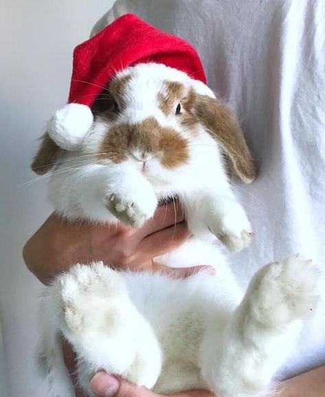 Bunny In The Snow, Bunny Nose, Bunny Sleeping, Standing Bunny, Cutest Bunny Ever, Bunny Friends, Two Bunnies, Sleeping Bunny, Rabbit Photos