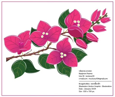 Bougainvillea Flower Drawing, Drawing Bougainvillea, Bougainvillea Drawing, Bougainvillea Illustration, Bougainvillea Painting, Bougainvillea Flower, Flower Tattoo Ideas, Outside Paint, Bengali Art