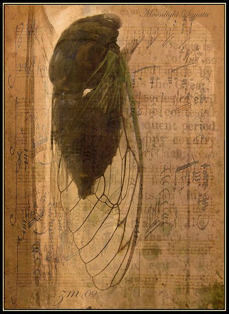 cicada art Cicada Wallpaper, Cicada Aesthetic, Cicada Art Illustration, Cicada Aesthetic Dark, Cicada Symbolism, Cicada Wings Open, Cicada Art, Cicada Shell, Cicada Taxidermy