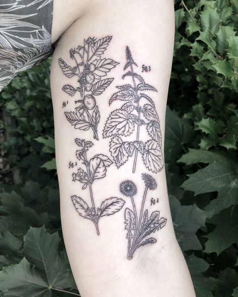 Collection of botanicals for a plant lover! Figure 1 - Tomato Figure 2 - Lemon Balm Figure 3 - Nettle Figure 4 - Dandelion . . . . .… Potato Tattoo, Tomato Tattoo, Botanical Tattoo Design, Think Tattoo, Woodcut Tattoo, Shoe Tattoos, Nature Tattoo Sleeve, Fern Tattoo, M Tattoos