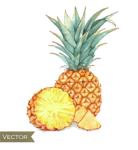 Cocktail Watercolor, Watercolor Vector, Watercolor Pineapple, Vector Food, Watercolor Painting, Pineapple, Hand Drawn, Free Download, Illustrations