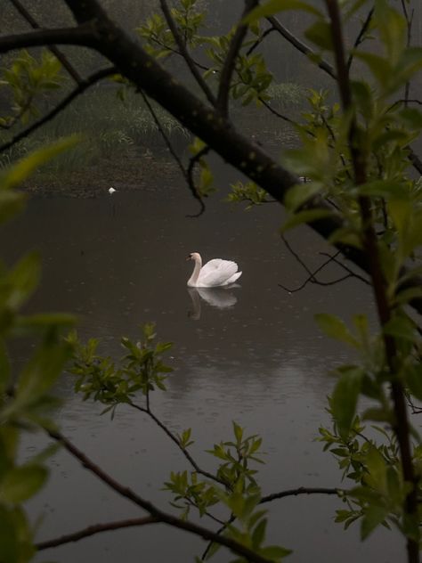 #swan #nature #fog Swan Aesthetic Wallpaper, Swan Wallpaper Aesthetic, Swans Aesthetic Wallpaper, Aesthetic Swan Wallpaper, 2000s Autumn, Swan Aesthetic, Swan Photography, Swan Wallpaper, Monochrome Wallpaper