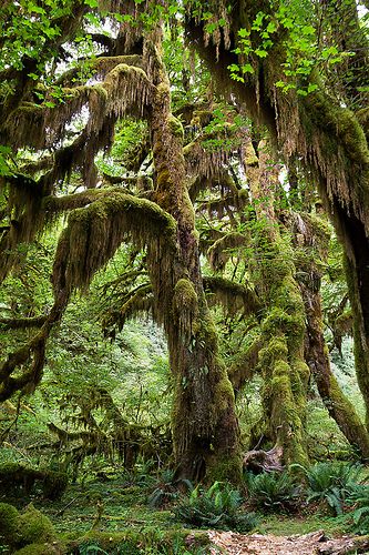 Washington Forest, Tree Protection, Hoh Rainforest, Usa Hiking, Olympic National Park Washington, Washington Travel, Evergreen State, Washington Usa, Columbia River Gorge