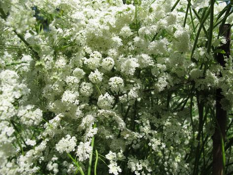 Anise Plant, Herbs For Sleep, Pergola Pictures, Anise Seed, Aromatic Plant, Edible Plants, Healing Herbs, Community Gardening, Companion Planting