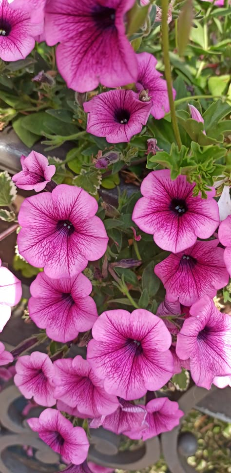 Pink flowers Petunia Flower Painting, Petunia Aesthetic, Pink Petunias, Focal Flowers, Summer Planters, Watercolor Loose, Apartment Gardening, Wave Petunias, Cat Safe Plants