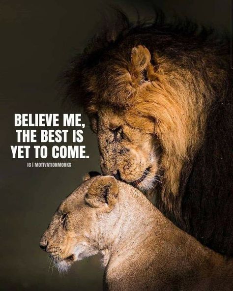 Lioness Quotes, Lion King Quotes, Lion Couple, Black Love Quotes, Leo Quotes, Lion Quotes, Lion And Lioness, Lion Love, Real Love Quotes