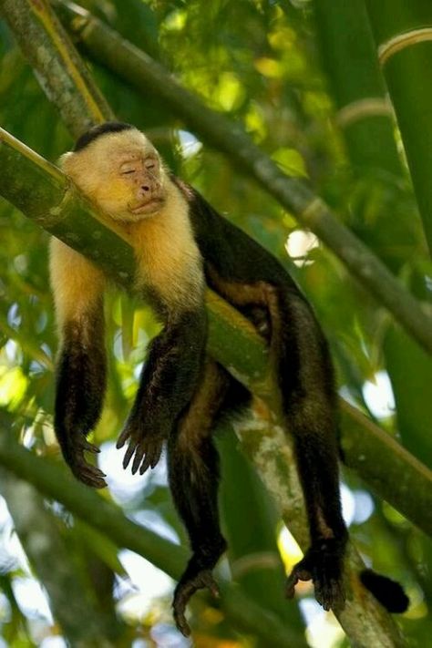 . Monkey Sleeping, Capuchin Monkey, Monkey Wrench, Jungle Adventure, Great Ape, Pet Monkey, Natural Selection, A Monkey, Cute Monkey