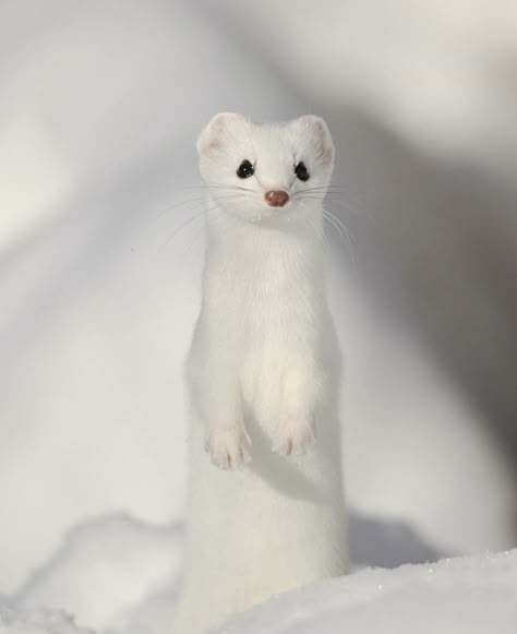 Cute Snow Animals, White Mountain Ermine, Ermine Animal, Snow Ferret, White Weasel, White Ermine, Snow Animals, Cute Ferrets, White Animals